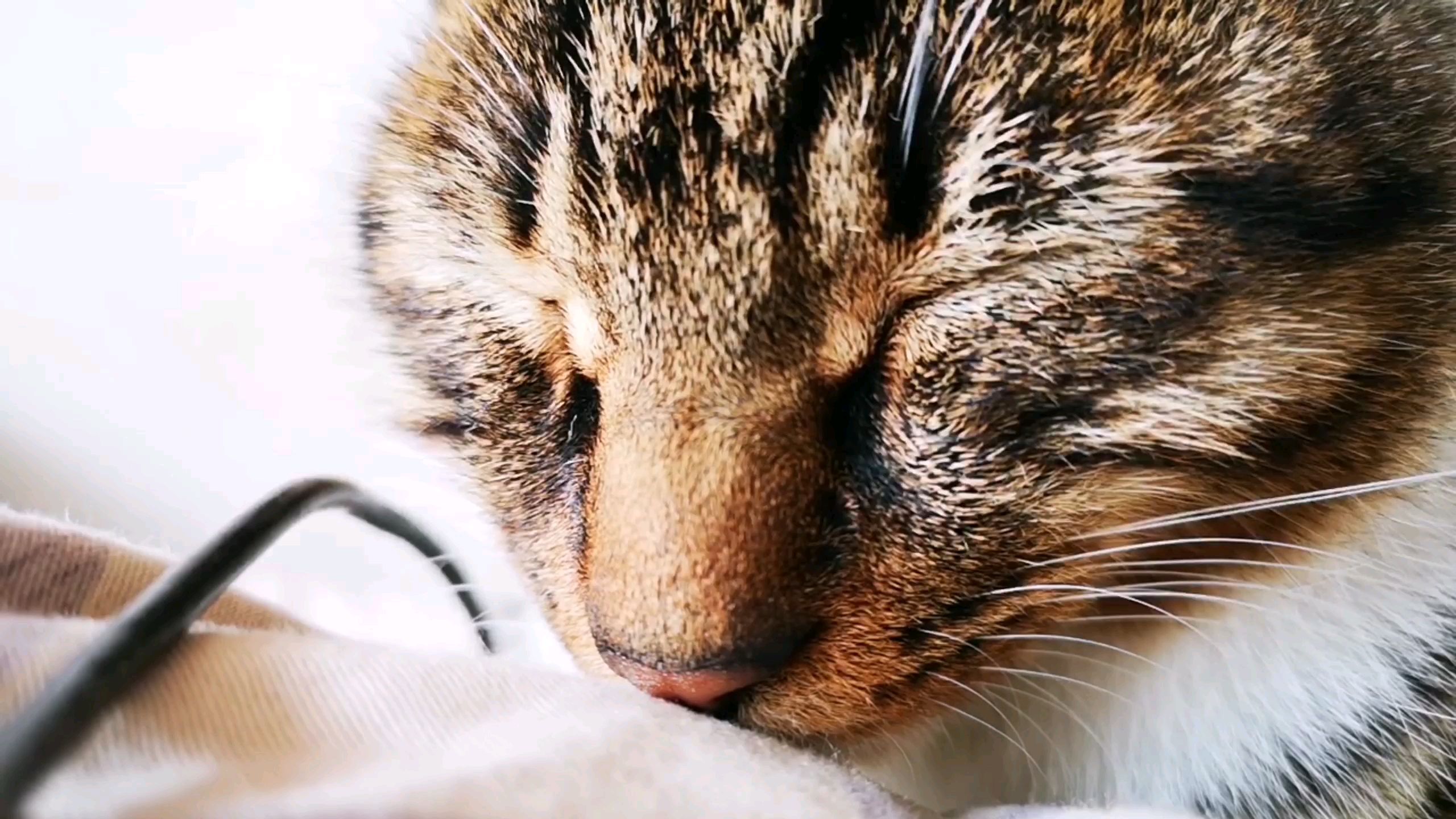 当你喊猫狗的时候,你们觉得是猫还是狗先到身边来呢。
